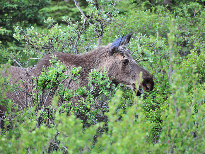 Baby Moose - Denali