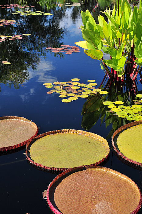 Lily Pad Pond