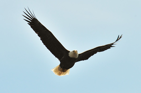 Soaring Eagle